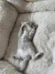 Wunderschöne schottische Britisch-Kurzhaar-Katze