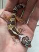 0. 1 Aptor Het Diablo Blanco Leopardgecko Weibchen Enz 23 abzugeben Übergabe Hamm möglich