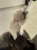 Britisch kurzhaar kitten Katze