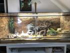 Zwergbartagame 2 Stück mit Terrarium