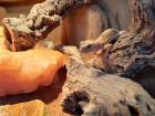 Leopardgecko Weibchen